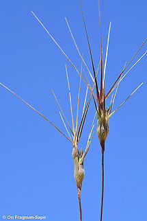 Aegilops biuncialis  Aegilops biuncialis,Geotagged,Spring