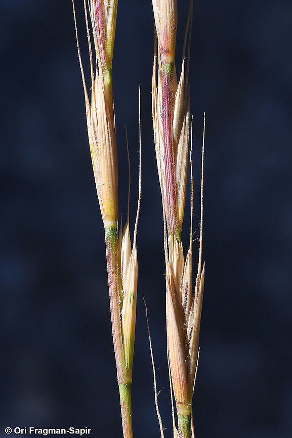 Elymus panormitanus  Elymus panormitanus,Geotagged,Spring