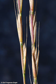 Elymus panormitanus  Elymus panormitanus,Geotagged,Spring