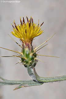 Centaurea solstitialis  Centaurea solstitialis,Geotagged,Spring,Yellow star-thistle
