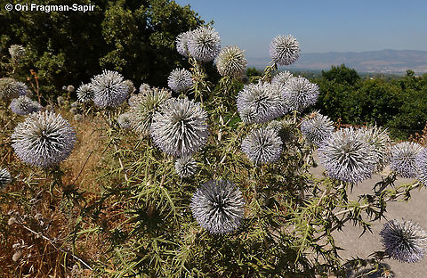 Echinops spinosissimus  Echinops spinosissimus,Geotagged,Spring