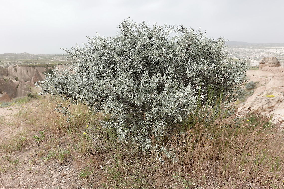Amygdalus orientalis  Amygdalus orientalis,Geotagged,Spring,Turkey