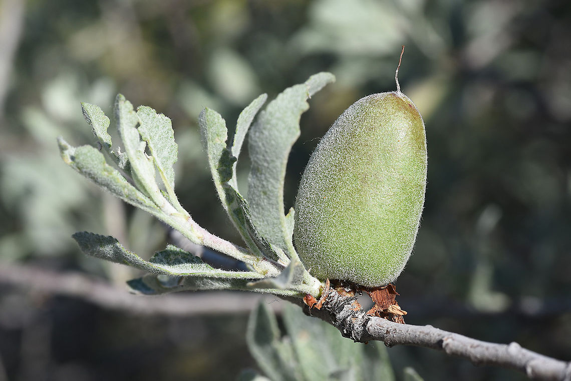 Amygdalus orientalis C Turkey, Cappadocia Amygdalus orientalis,Geotagged,Spring,Turkey