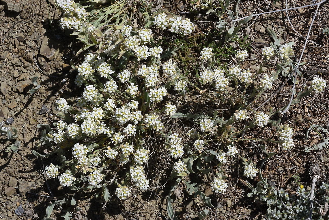 Alyssum paphlagonicum  Alyssum paphlagonicum,Geotagged,Spring,Turkey