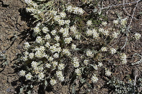 Alyssum paphlagonicum  Alyssum paphlagonicum,Geotagged,Spring,Turkey