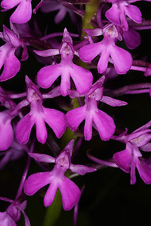 Anacamptis pyramidalis  Anacamptis pyramidalis,Geotagged,Pyramidal Orchid,Spring,Turkey