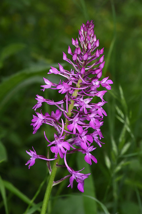 Anacamptis pyramidalis  Anacamptis pyramidalis,Geotagged,Pyramidal Orchid,Spring,Turkey
