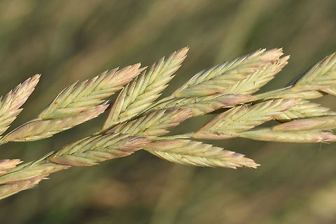 Halopyrum mucronatum Madagascar, Morondava Geotagged,Halopyrum,Halopyrum mucronatum,Madagascar,Spring