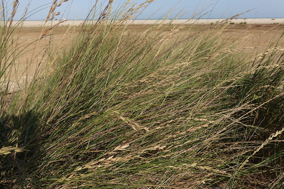 Halopyrum mucronatum Madagascar, Morondava Geotagged,Halopyrum,Halopyrum mucronatum,Madagascar,Spring