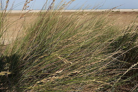 Halopyrum mucronatum Madagascar, Morondava Geotagged,Halopyrum,Halopyrum mucronatum,Madagascar,Spring