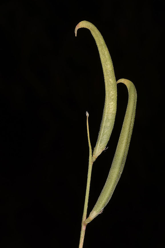 Astragalus campylorrhynchus Turley, Cappadocia, Fairy Chimney Valley Astragalus campylorrhynchus,Geotagged,Spring,Turkey