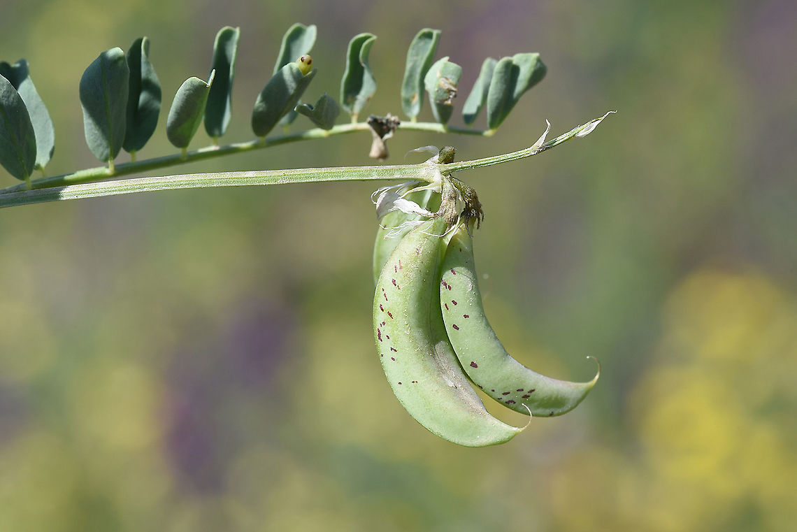 Astragalus guttatus Turkey, near Kayseri Astragalus guttatus,Geotagged,Spring,Turkey