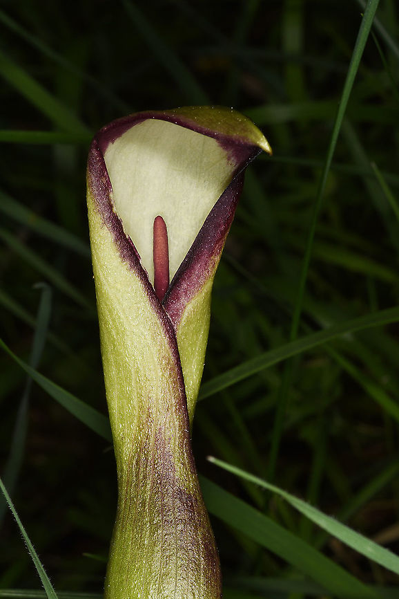 Arum euxinum NW Turkey, Lake Abant Arum euxinum,Geotagged,Spring,Turkey