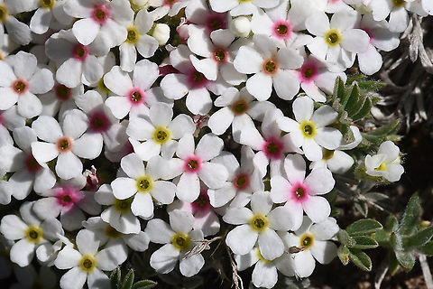 Androsace villosa Turkey, Mt Erciyes, 2500m Androsace villosa,Geotagged,Spring,Turkey
