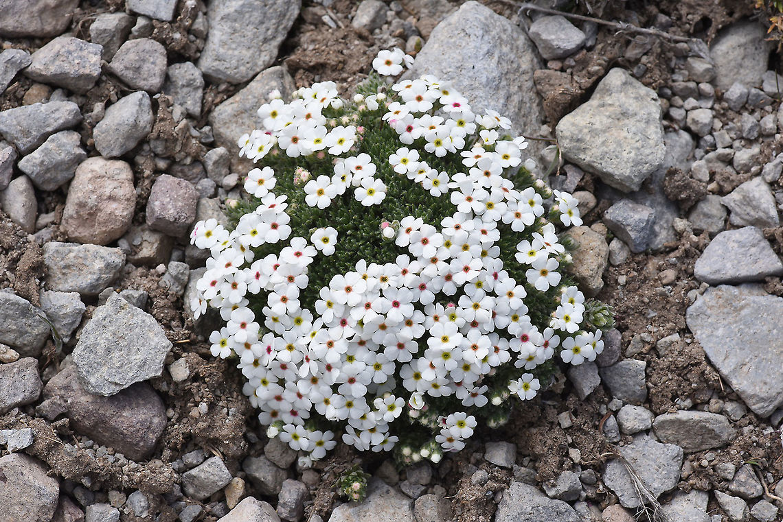 Androsace villosa Turkey, Mt Erciyes, 2500m Androsace villosa,Geotagged,Spring,Turkey