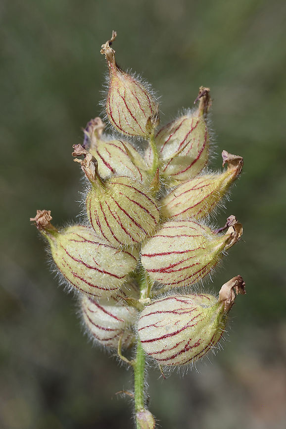 Astragalus lineatus  Astragalus lineatus,Geotagged,Spring,Turkey