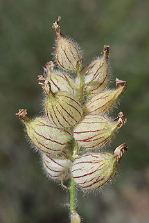 Astragalus lineatus  Astragalus lineatus,Geotagged,Spring,Turkey