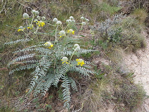 Astragalus macrocephalus