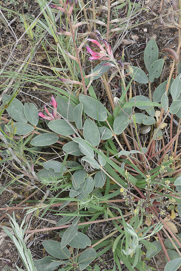 Astragalus tigridis Turkey, Cappadocia Astragalus tigridis,Geotagged,Spring,Turkey