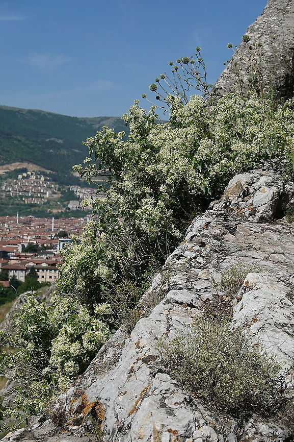 Cionura erecta  Cionura,Cionura erecta,Geotagged,Spring,Turkey