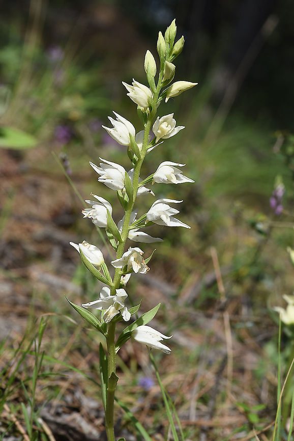 Cephalanthera epipactoides  Cephalanthera epipactoides,Geotagged,Spring,Turkey