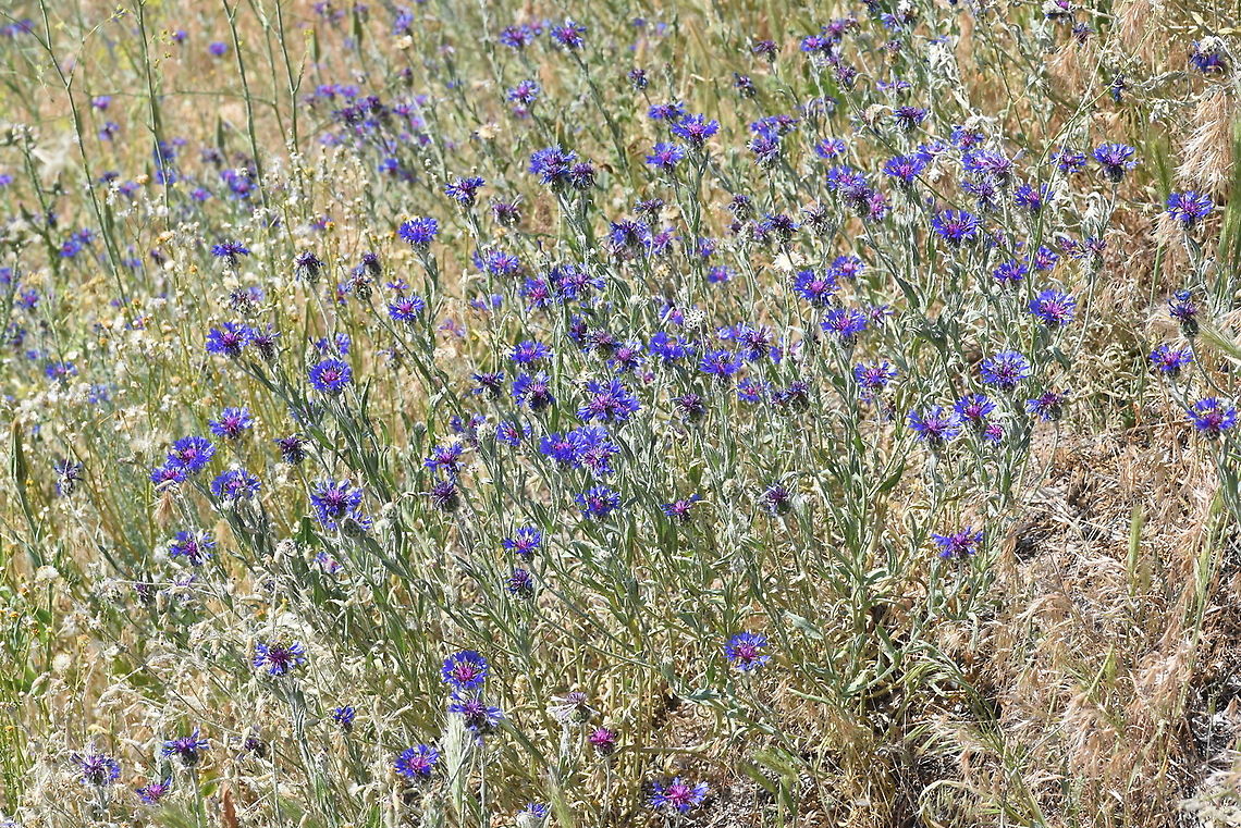 Centaurea depressa C Turkey, Cappadocia Centaurea depressa,Geotagged,Iranian Knapweed,Spring,Turkey