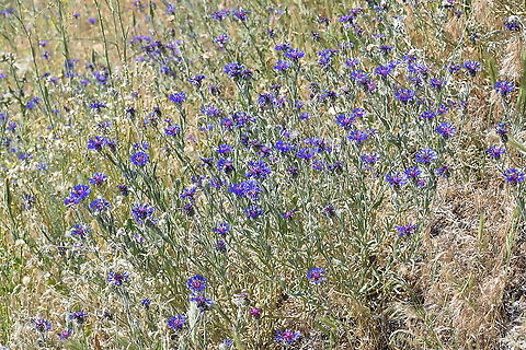 Centaurea depressa C Turkey, Cappadocia Centaurea depressa,Geotagged,Iranian Knapweed,Spring,Turkey