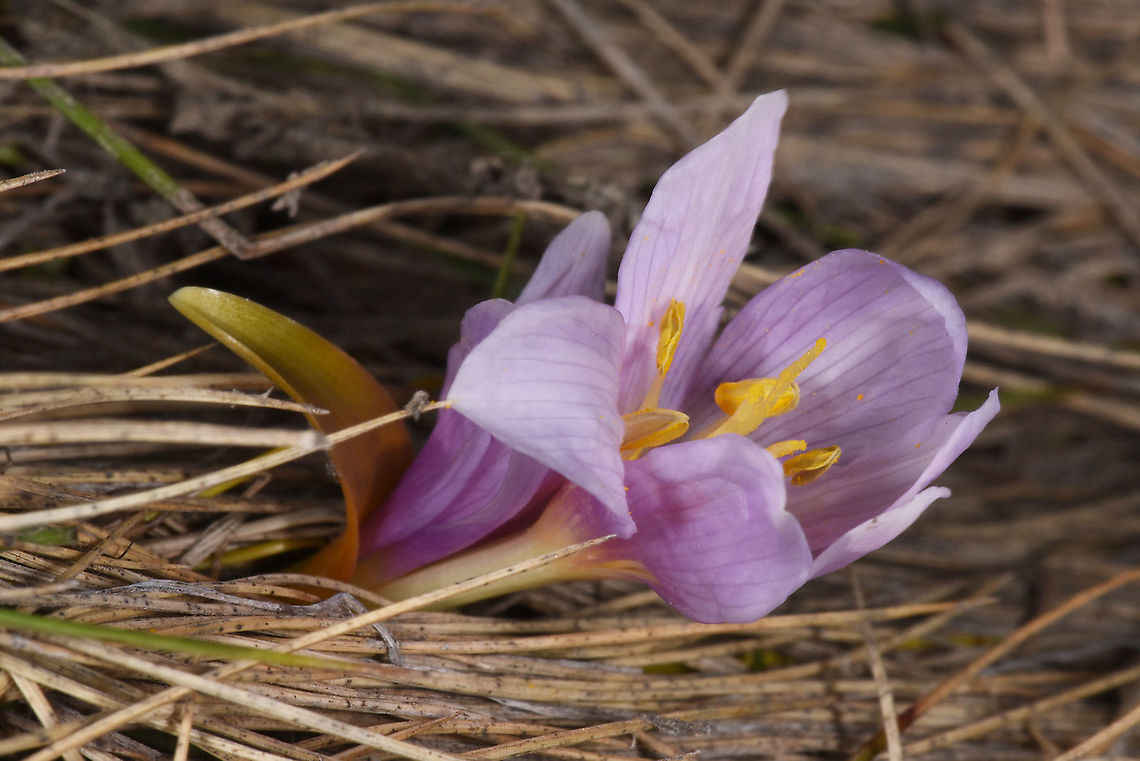 Colchicum szovitsii Turkey, Mt Erciyes, 2500m Colchicum szovitsii,Geotagged,Spring,Turkey