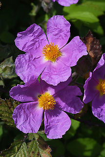 Cistus creticus  Cistus creticus,Geotagged,Hoary Rock-Rose,Spring,Turkey