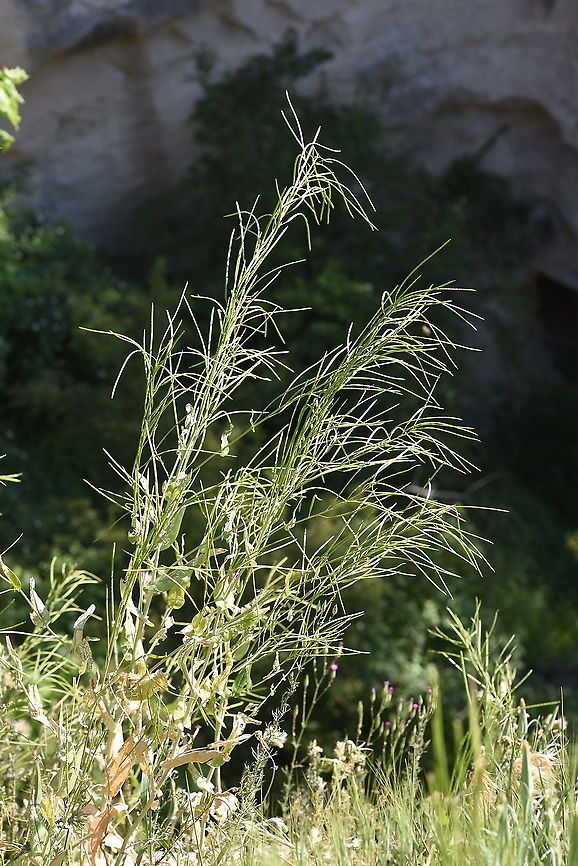 Conringia orientalis C Turkey, Cappadocia Conringia orientalis,Geotagged,Hare's-ear Mustard,Spring,Turkey