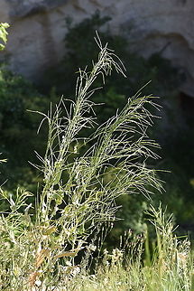 Conringia orientalis C Turkey, Cappadocia Conringia orientalis,Geotagged,Hare's-ear Mustard,Spring,Turkey