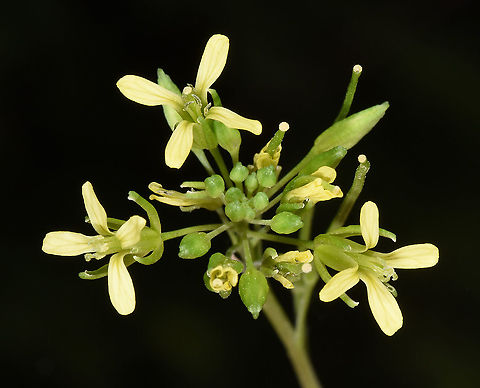 Conringia orientalis Turkey, Cappadocia, Red Canyon Conringia orientalis,Geotagged,Hare's-ear Mustard,Spring,Turkey
