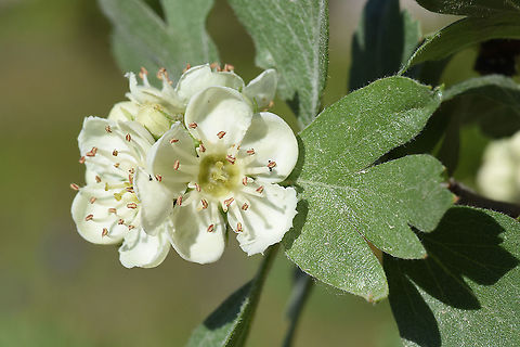 Crataegus orientalis szovitsii C Turkey, Cappadocia Crataegus orientalis,Geotagged,Oriental Hawthorn,Spring,Turkey