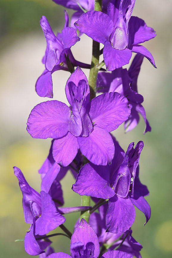 Consolida orientalis Turkey, near Kayseri Consolida orientalis,Eastern Larkspur,Geotagged,Spring,Turkey
