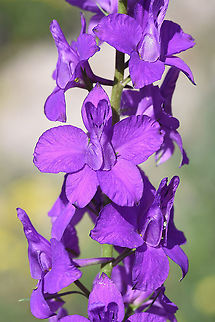 Consolida orientalis Turkey, near Kayseri Consolida orientalis,Eastern Larkspur,Geotagged,Spring,Turkey