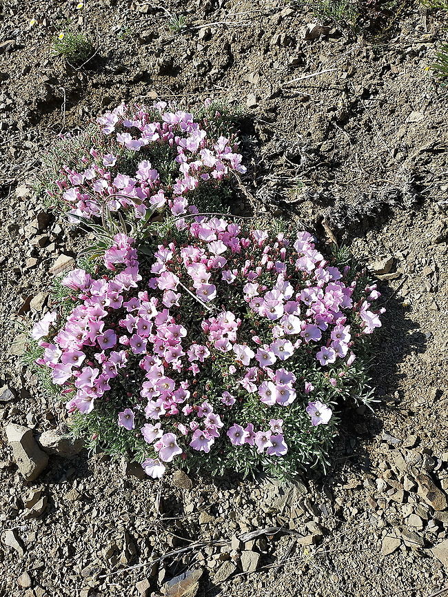 Convolvulus phrygius  Convolvulus phrygius,Geotagged,Spring,Turkey
