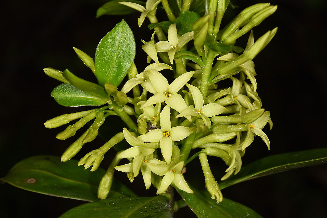 Daphne pontica NW Turkey, Lake Abant Daphne pontica,Geotagged,Spring,Turkey