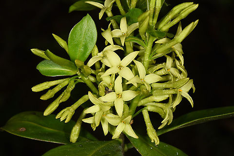 Daphne pontica NW Turkey, Lake Abant Daphne pontica,Geotagged,Spring,Turkey