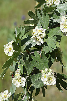 Crataegus orientalis szovitsii C Turkey, Cappadocia Crataegus orientalis,Geotagged,Oriental Hawthorn,Spring,Turkey