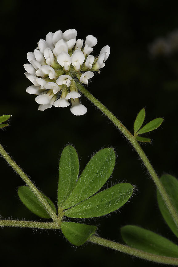 Dorycnium graecum  Dorycnium graecum,Geotagged,Spring,Turkey