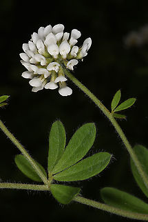 Dorycnium graecum  Dorycnium graecum,Geotagged,Spring,Turkey