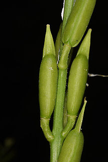 Eruca sativa Turley, Cappadocia, Fairy Chimney Valley Arugula,Eruca sativa,Geotagged,Spring,Turkey
