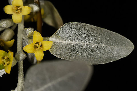 Elaeagnus angustifolia Turley, Cappadocia, Fairy Chimney Valley Elaeagnus angustifolia,Geotagged,Russian olive,Spring,Turkey