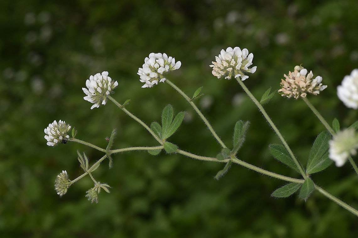 Dorycnium graecum  Dorycnium graecum,Geotagged,Spring,Turkey