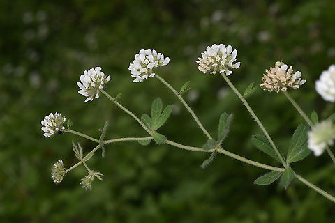 Dorycnium graecum  Dorycnium graecum,Geotagged,Spring,Turkey