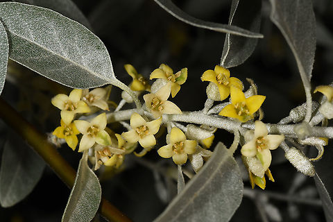 Elaeagnus angustifolia Turley, Cappadocia, Fairy Chimney Valley Elaeagnus angustifolia,Geotagged,Russian olive,Spring,Turkey