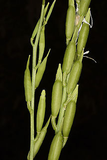 Eruca sativa Turley, Cappadocia, Fairy Chimney Valley Arugula,Eruca sativa,Geotagged,Spring,Turkey