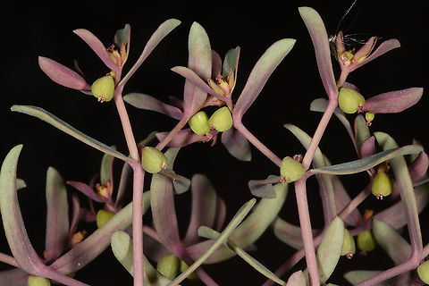 Euphorbia szovitsii Turkey, Cappadocia, Red Canyon Euphorbia szovitsii,Geotagged,Spring,Turkey