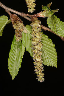 Fagus orientalis NW Turkey, Lake Abant Fagus orientalis,Geotagged,Spring,Turkey