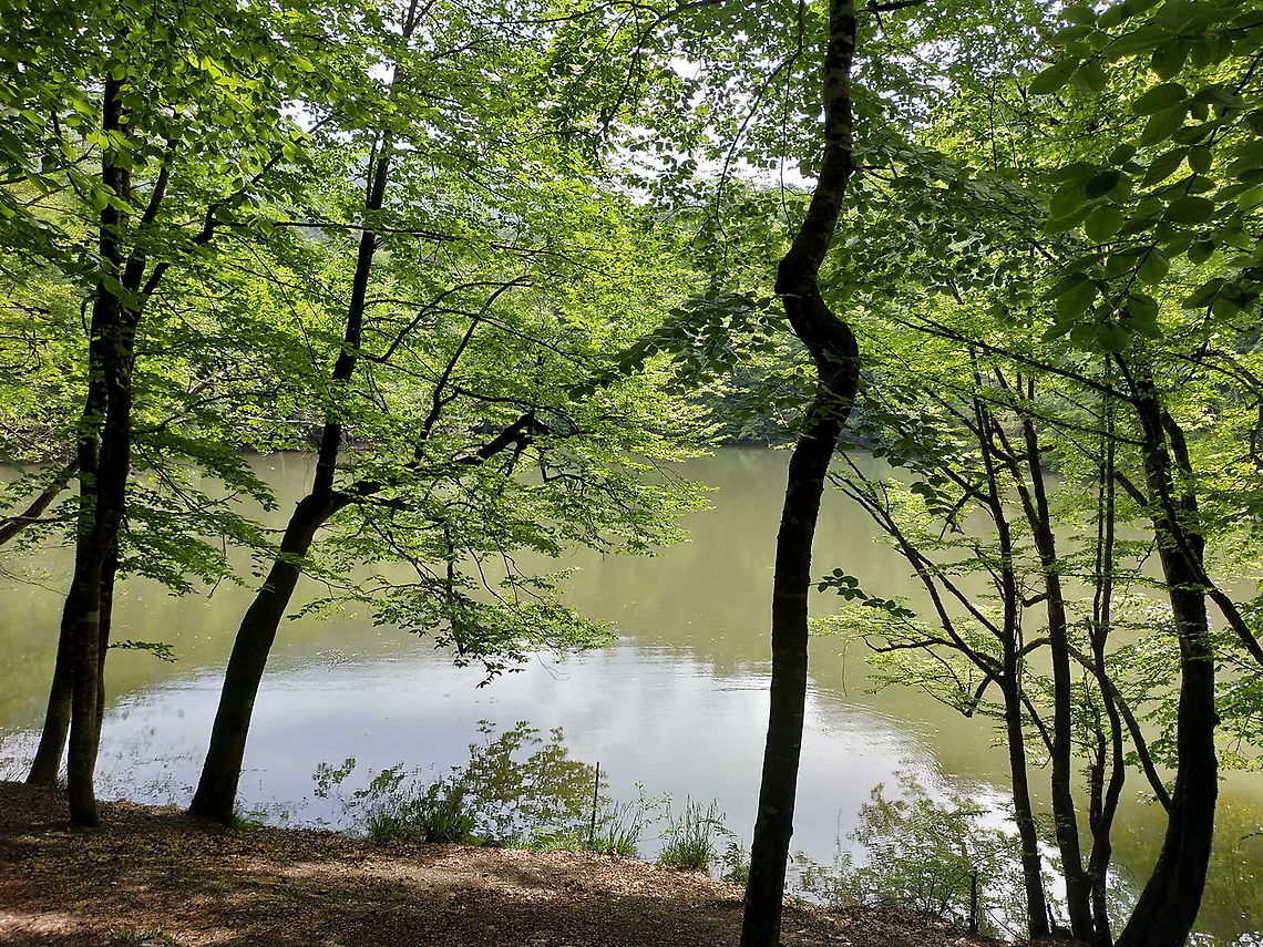 Fagus orientalis  Fagus orientalis,Geotagged,Spring,Turkey